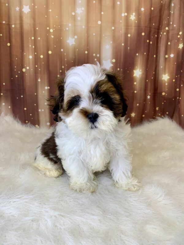 seth-600x800 Seth (Male) Shihpoo $1899.99