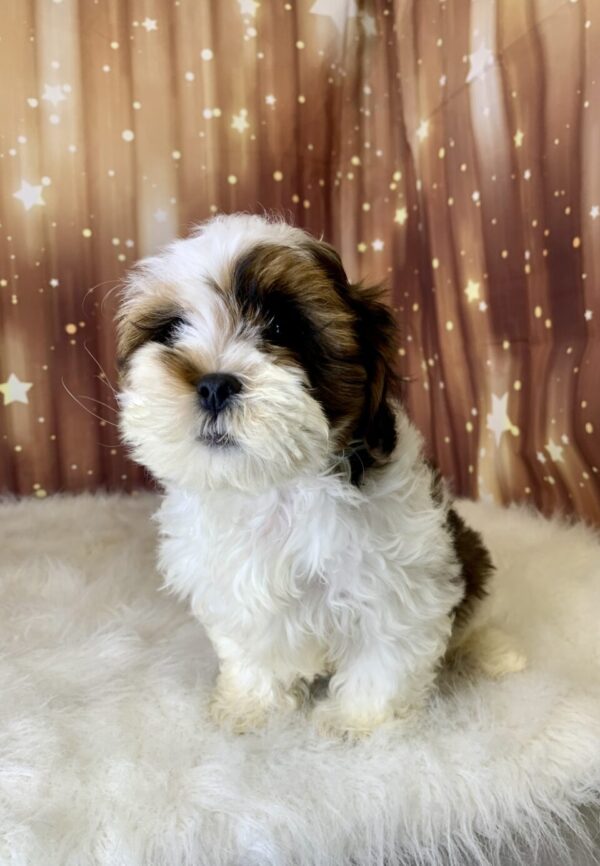 seth2-600x866 Seth (Male) Shihpoo $1899.99
