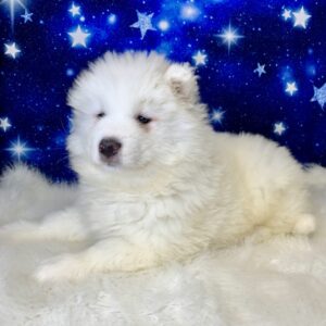 skipper1-300x300 Skipper (Male) Samoyed $1899.99 (Found Loving Home)