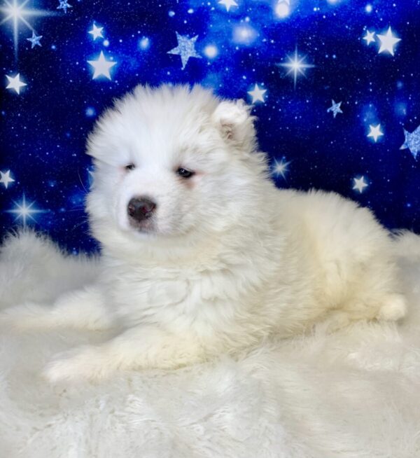 skipper1-600x654 Skipper (Male) Samoyed $1899.99 (Found Loving Home)