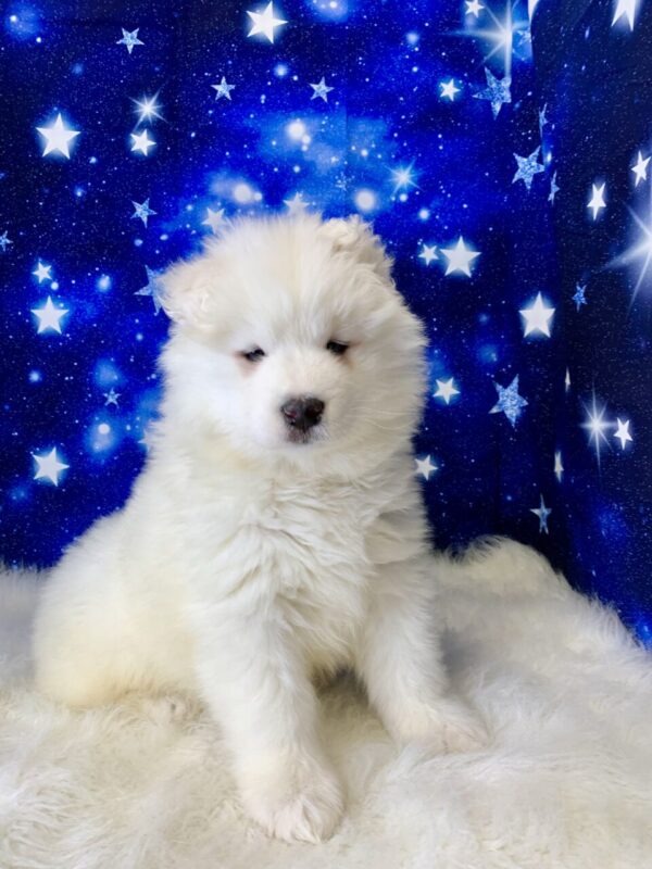skipper2-600x800 Skipper (Male) Samoyed $1899.99 (Found Loving Home)