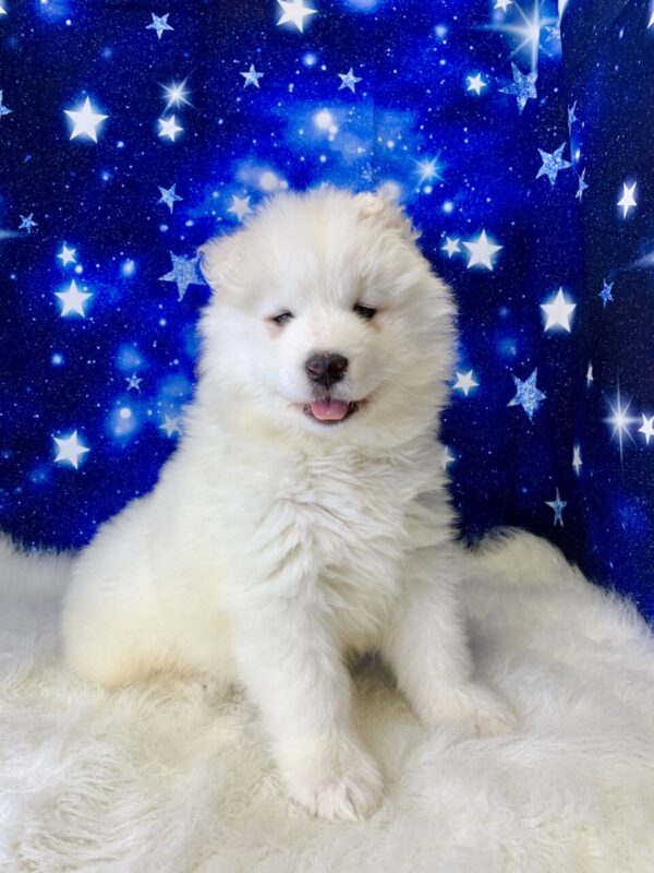 skipper3-600x800 Skipper (Male) Samoyed $1899.99 (Found Loving Home)