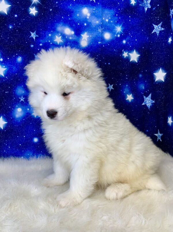 skipper4-600x805 Skipper (Male) Samoyed $1899.99 (Found Loving Home)