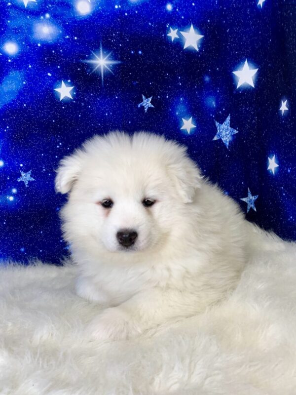 sophia1-600x800 Sophia (Female) Samoyed $1899.99