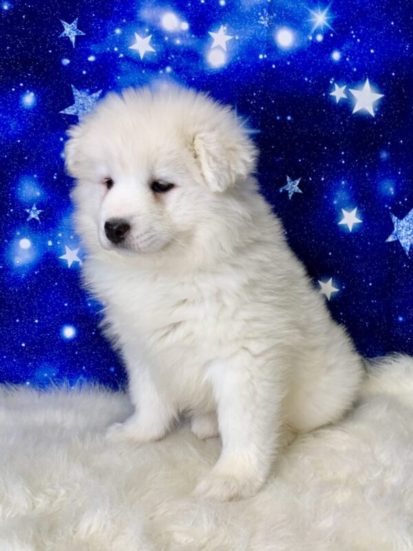 sophia2-600x800 Sophia (Female) Samoyed $1899.99