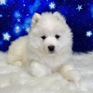stella-300x300 Stella (Female) Samoyed $1899.99 (Found Loving Home)