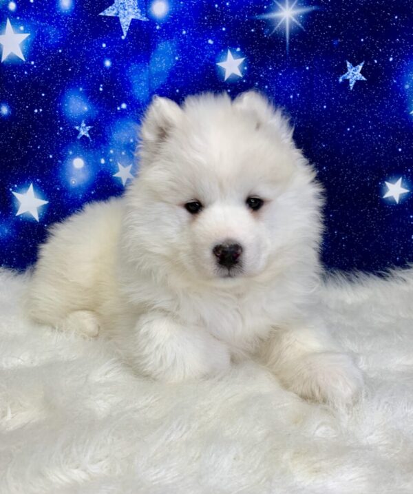 stella-600x717 Stella (Female) Samoyed $1899.99 (Found Loving Home)