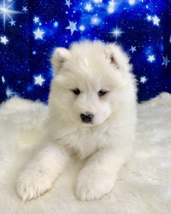 stella1-600x750 Stella (Female) Samoyed $1899.99 (Found Loving Home)