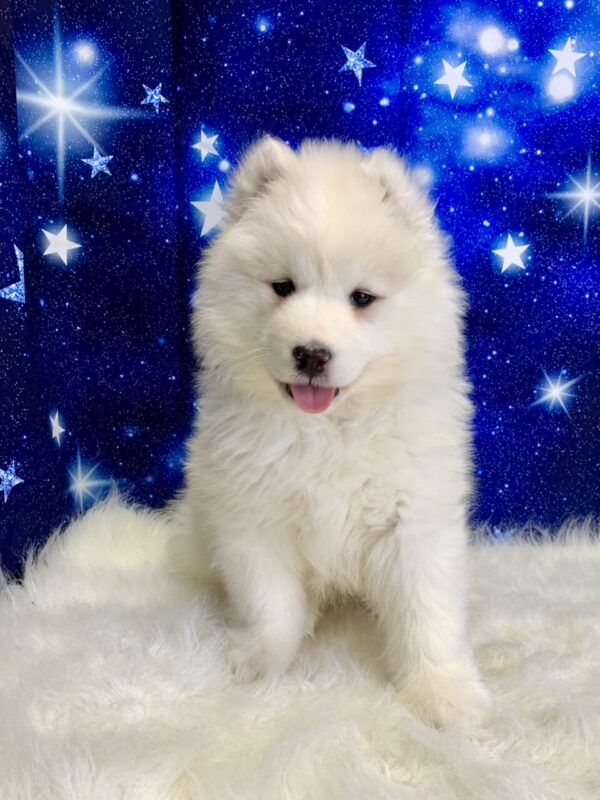 stella3-600x800 Stella (Female) Samoyed $1899.99 (Found Loving Home)