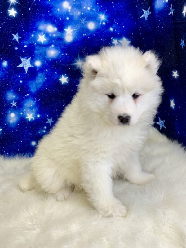 tella2-600x800 Stella (Female) Samoyed $1899.99 (Found Loving Home)