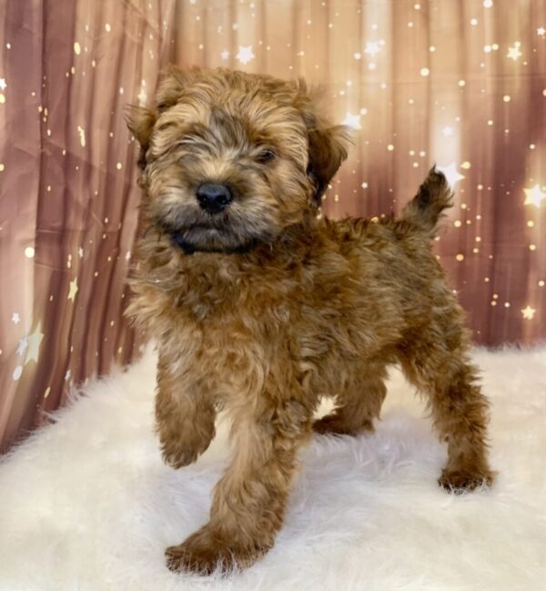 walker1-600x649 Walker (Male) Woodle $1899.99 (Found Loving Home)