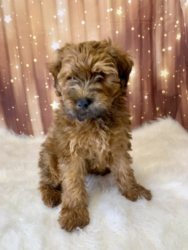 walker2-600x800 Walker (Male) Woodle $1899.99 (Found Loving Home)