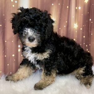 william-1-300x300 William (Male) Woodle $1899.99