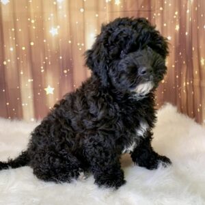 william-300x300 Winston (Male) Woodle $1899.99 (Found Loving Home)
