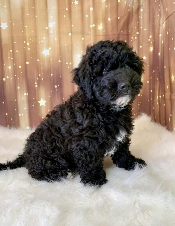 william-600x775 Winston (Male) Woodle $1899.99 (Found Loving Home)