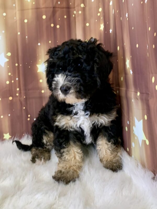william2-1-600x800 William (Male) Woodle $1899.99