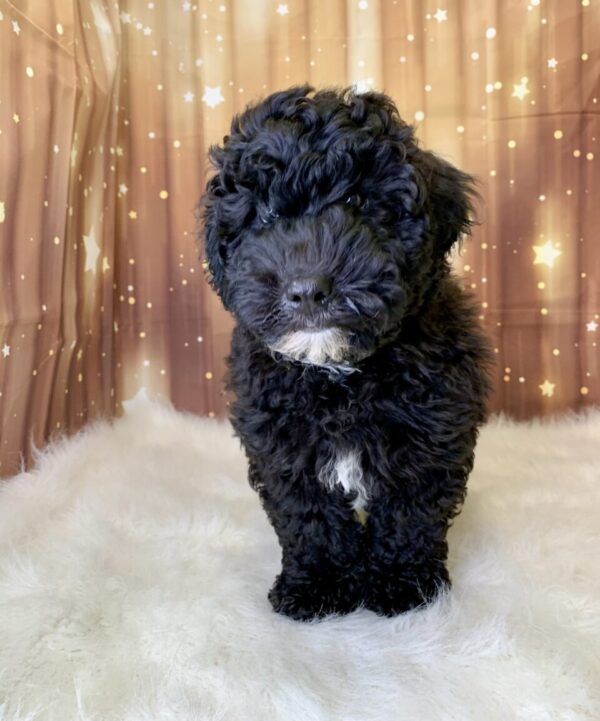 william2-600x721 Winston (Male) Woodle $1899.99 (Found Loving Home)