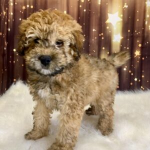 winnie-300x300 Winnie (Female) Woodle $1899.99