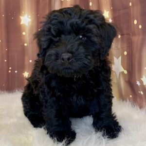 woody-300x300 Woody (Male) Woodle $1899.99