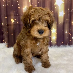 wyatt-300x300 Wyatt (Male) Woodle $1899.99