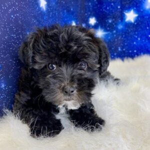 yale-300x300 Yale (Male) Yorkiepoo $1899.99