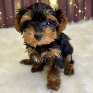 yvette-300x300 Yvette (Female) Yorkiepoo $1999.99