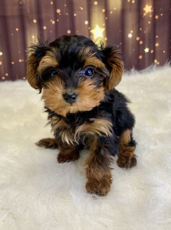 yvette-600x808 Yvette (Female) Yorkiepoo $1999.99