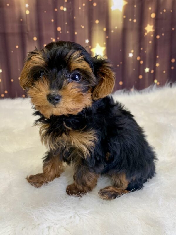 yvette2-600x800 Yvette (Female) Yorkiepoo $1999.99