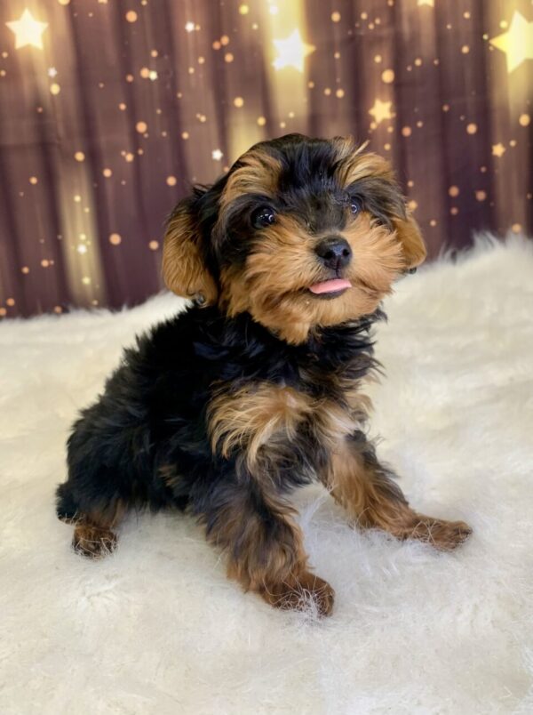 yvette3-600x804 Yvette (Female) Yorkiepoo $1999.99