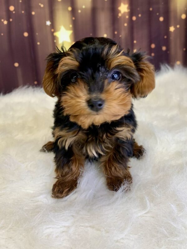yvette4-600x800 Yvette (Female) Yorkiepoo $1999.99