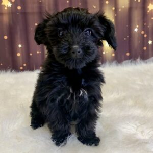 yvonne-300x300 Yvonne (Female) Yorkiepoo $1899.99