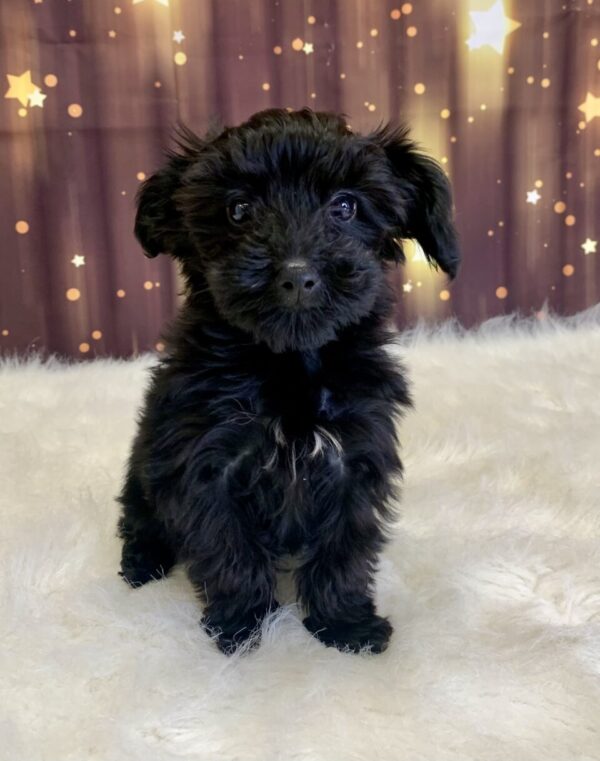 yvonne-600x761 Yvonne (Female) Yorkiepoo $1899.99