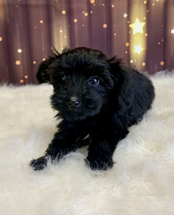 yvonne2-600x742 Yvonne (Female) Yorkiepoo $1899.99