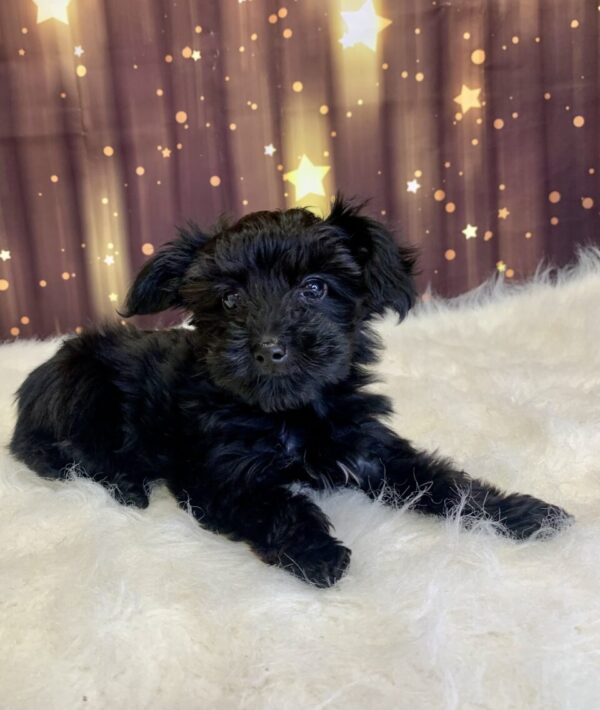yvonne3-600x710 Yvonne (Female) Yorkiepoo $1899.99