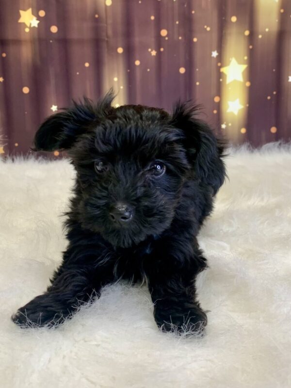 yvonne4-600x800 Yvonne (Female) Yorkiepoo $1899.99