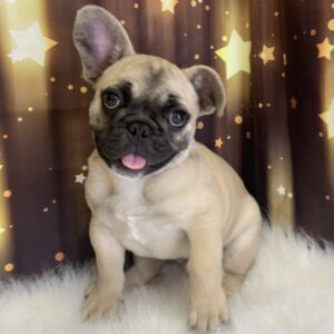 farley-300x300 Farley (Male) French Bulldog $3499.99 (Found Loving Home)