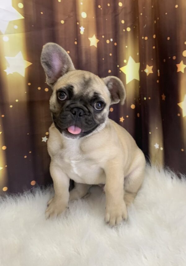 farley-600x856 Farley (Male) French Bulldog $3499.99 (Found Loving Home)