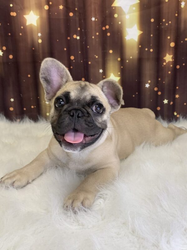 farley1-600x800 Farley (Male) French Bulldog $3499.99 (Found Loving Home)