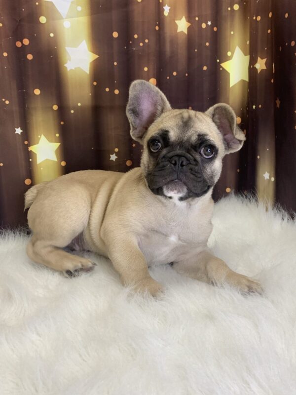 farley2-600x800 Farley (Male) French Bulldog $3499.99 (Found Loving Home)