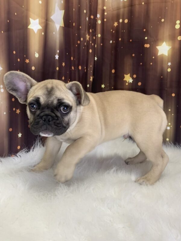 farley3-600x800 Farley (Male) French Bulldog $3499.99 (Found Loving Home)