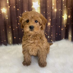 laverne-300x300 Laverne (Female) Labradoodle, Mini $1899.99 (Found Loving Home)