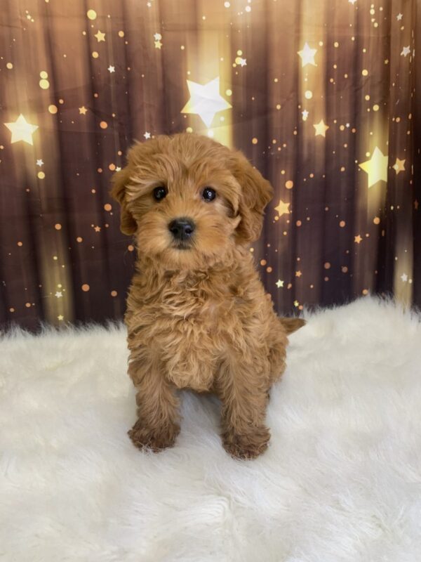 laverne-600x800 Laverne (Female) Labradoodle, Mini $1899.99 (Found Loving Home)