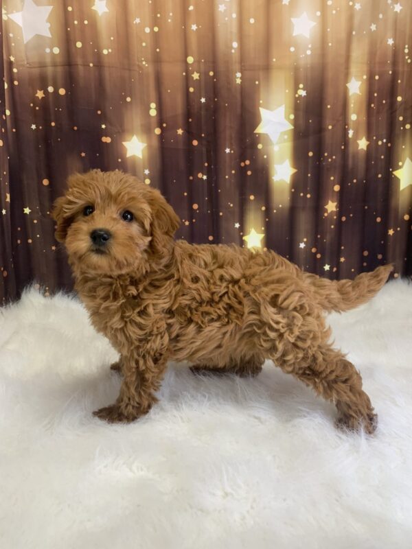 laverne2-600x800 Laverne (Female) Labradoodle, Mini $1899.99 (Found Loving Home)