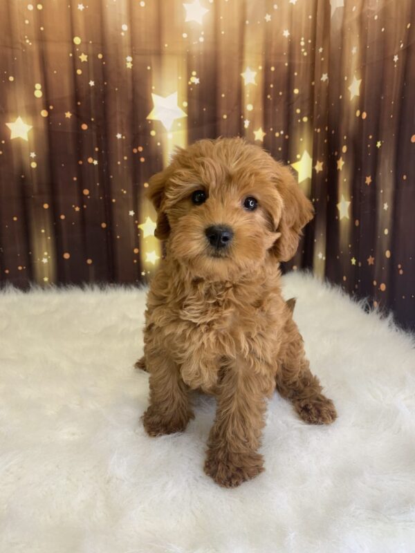 laverne3-600x800 Laverne (Female) Labradoodle, Mini $1899.99 (Found Loving Home)