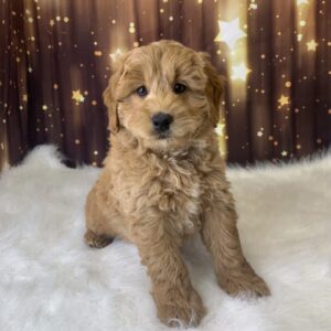 leroy-300x300 Leroy (Male) Labradoodle, Mini $1899.99