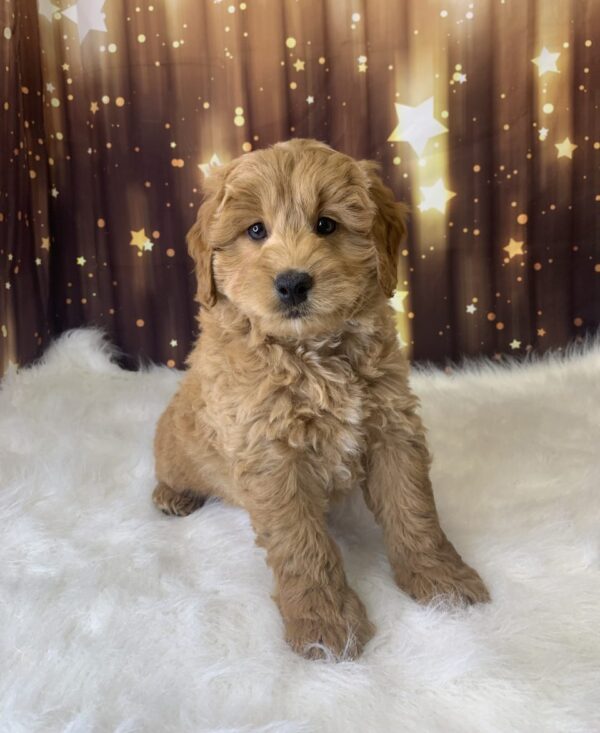 leroy-600x733 Leroy (Male) Labradoodle, Mini $1899.99