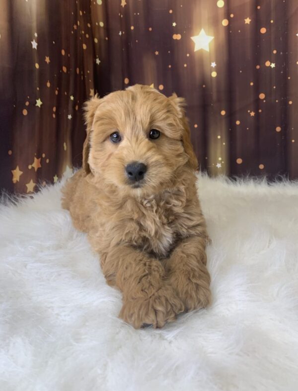 leroy1-600x786 Leroy (Male) Labradoodle, Mini $1899.99