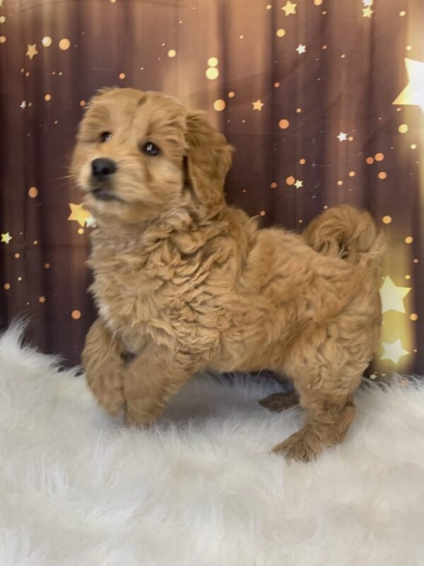 leroy2-600x800 Leroy (Male) Labradoodle, Mini $1899.99