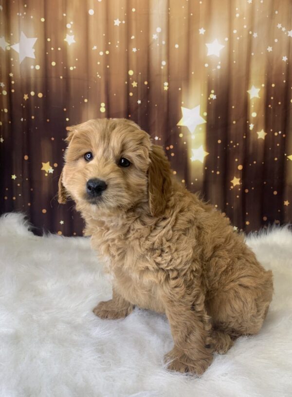 leroy3-600x815 Leroy (Male) Labradoodle, Mini $1899.99