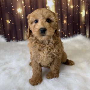 lori-300x300 Lori (Female) Labradoodle, Mini $1899.99